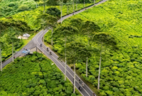 Jalan menembus perkebunan teh di Jawa Barat - Ist