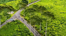 Jalan menembus perkebunan teh di Jawa Barat - Ist