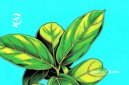 Ilustrasi daun cincau - sukabumiheadline.com