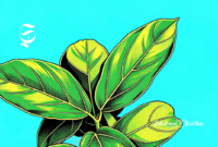 Ilustrasi daun cincau - sukabumiheadline.com