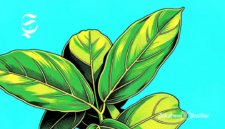 Ilustrasi daun cincau - sukabumiheadline.com