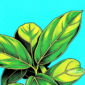 Ilustrasi daun cincau - sukabumiheadline.com