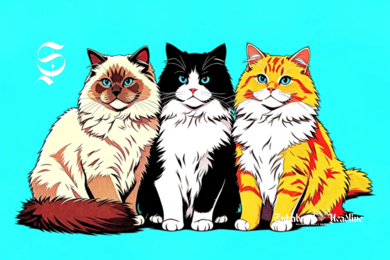 Ilustrasi kucing jenis Himalaya - sukabumiheadline.com