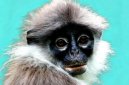 Surili, fauna endemik Gunung Halimun Salak