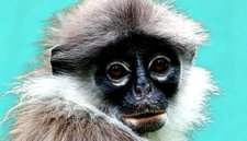 Surili, fauna endemik Gunung Halimun Salak