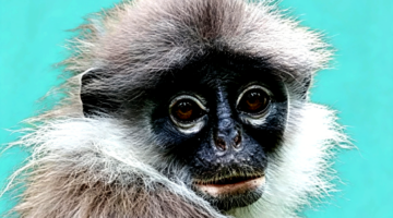 Surili, fauna endemik Gunung Halimun Salak