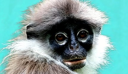 Surili, fauna endemik Gunung Halimun Salak