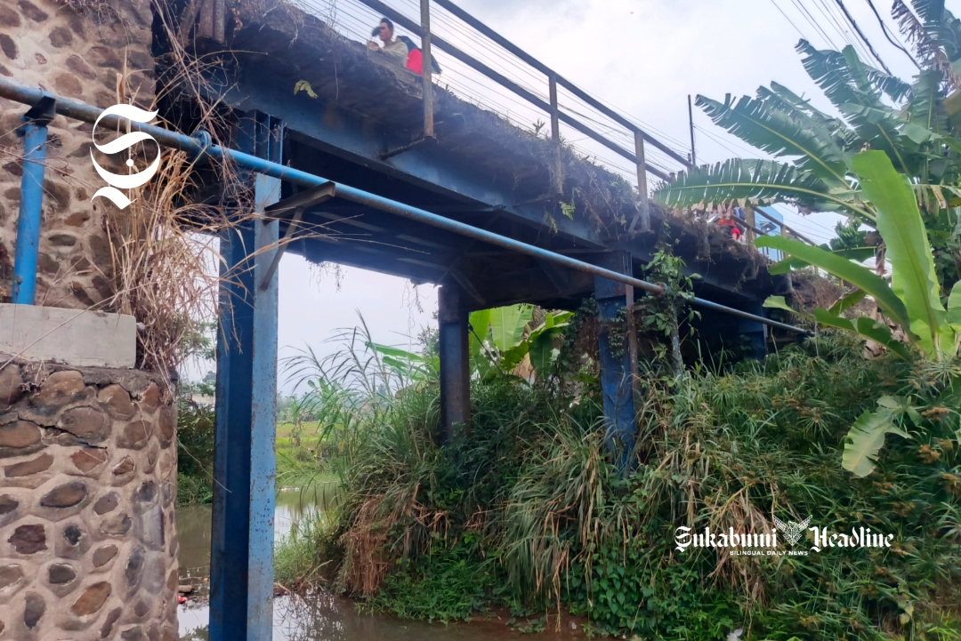 7 penampakan Jembatan Cipamatutan Sukabumi: Lapuk, kumuh dan rawan ambruk 3 Tumbuhan liar di bawah Jembatan Cipamatutan - sukabumiheadline.com
